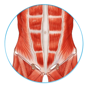 人體腹部肌肉解剖圖，展示腹直肌與腹橫肌的結構，強調核心穩定性對身體健康的影響。